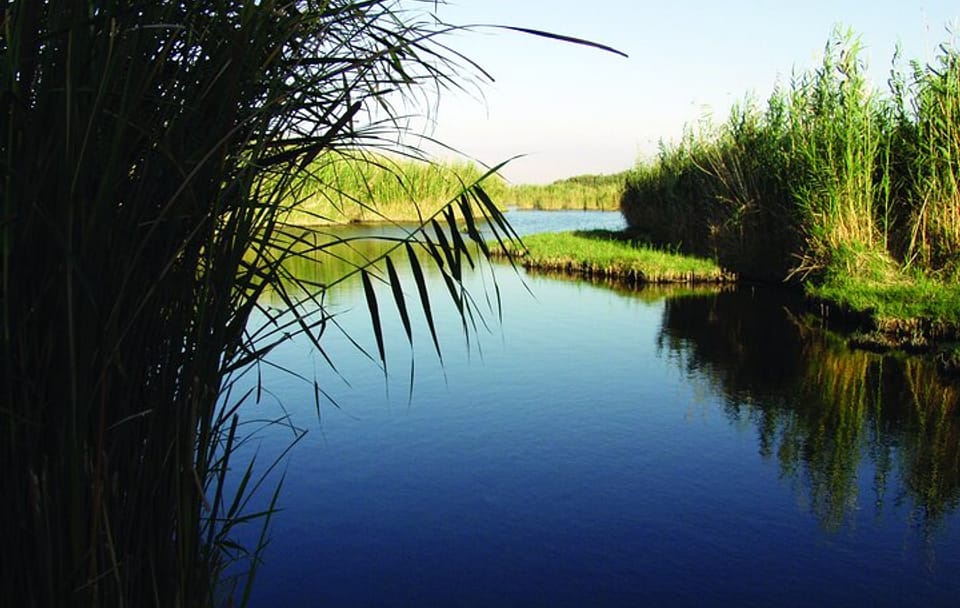 Private Tour Desert Castles Eastern Jordan with Azraq Wetland from Dead Sea