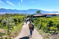 Vineyard