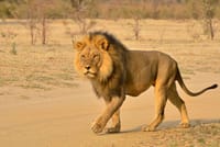 Lion at Hluhluwe imfolozi