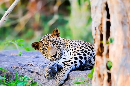 All-Inclusive Private Safari Adventure in Wilpattu National Park