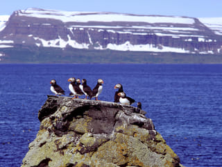 Seabird Discovery , photo 8