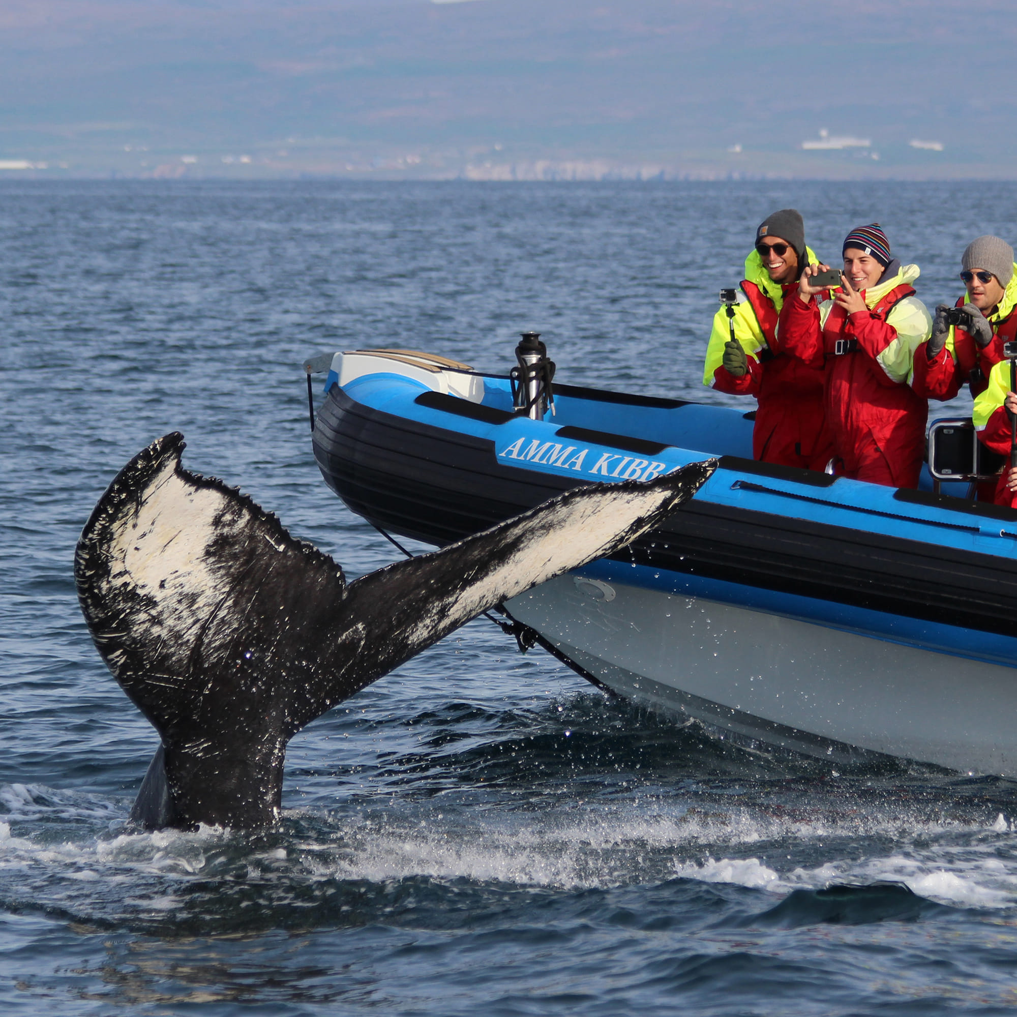 Gentle Giants Whale Watching from Husavik, Iceland - GG2 Big Whale Safari and Puffins with a local Family Company