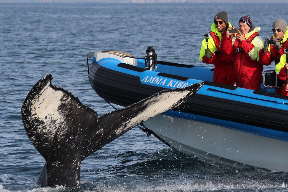 Whales & Puffins RIB Tour, Iceland