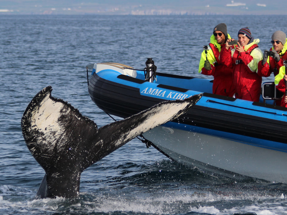 GG2 Big Whale Safari & Puffins — Gentle Giants