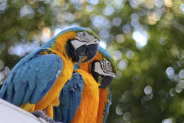 Full Day Amazon Jungle Expedition in Iquitos, Peru