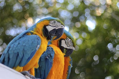 Iqu-01 : Amazon Safari – Full Day Jungle Expedition