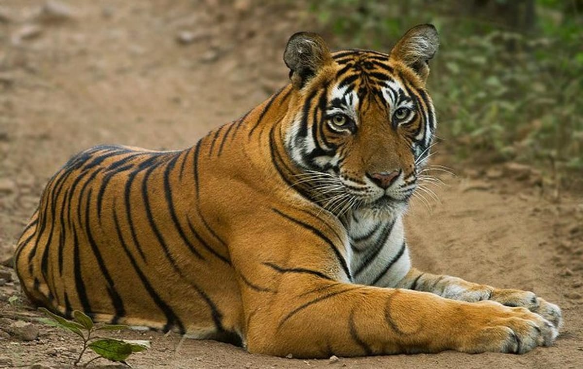 Taj, Tiger, Fort & Mansions (9 Days Private Tour)