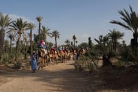 Camel Ride in the Palm Grove 4