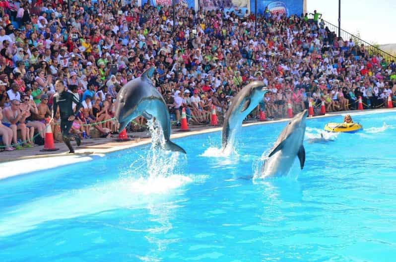 Dolphin Magic Show and Swim options in Sharm El Sheikh