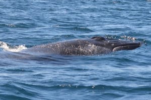 Sesimbra: Arrábida Dolphin and Whale Watching tour with biologist