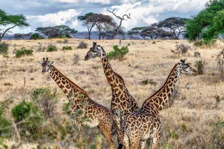 Giraffe Center Guided Tour: Close Encounters with Rothschild Giraffes in Nairobi