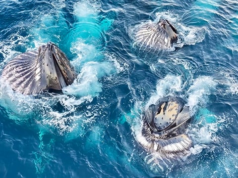 Classic Whale Watching from Dalvík, photo 10