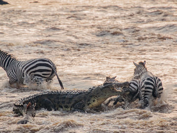 Great Migration Grumeti River