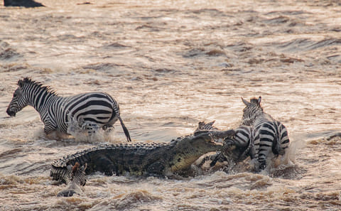 Great Migration Grumeti River