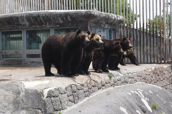 Noboribetsu Bear Park Admission Ticket | Hokkaido