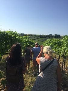 Visit the winery, stroll through the vineyards, taste the Cantine Mucci Wine