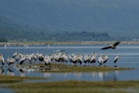 Lake Manyara
