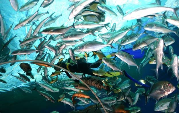 PATTAYA Join Tour Under Water World 6