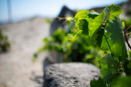 Santorini Couples Massage & Exclusive Organic Farm Tour