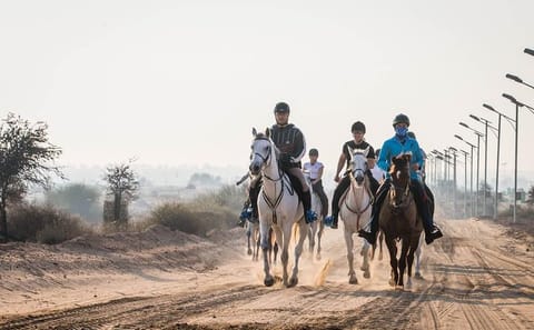 Horseback Riding in Dubai's Scenic Desert Dunes - 1 Hour