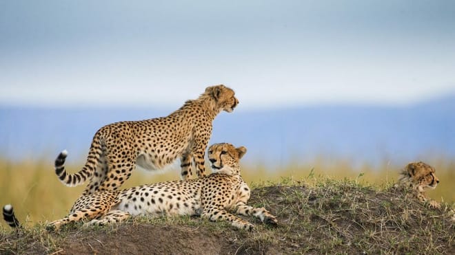 12-Days East Africa Experience: Uganda, Kenya & Tanzania photo 2