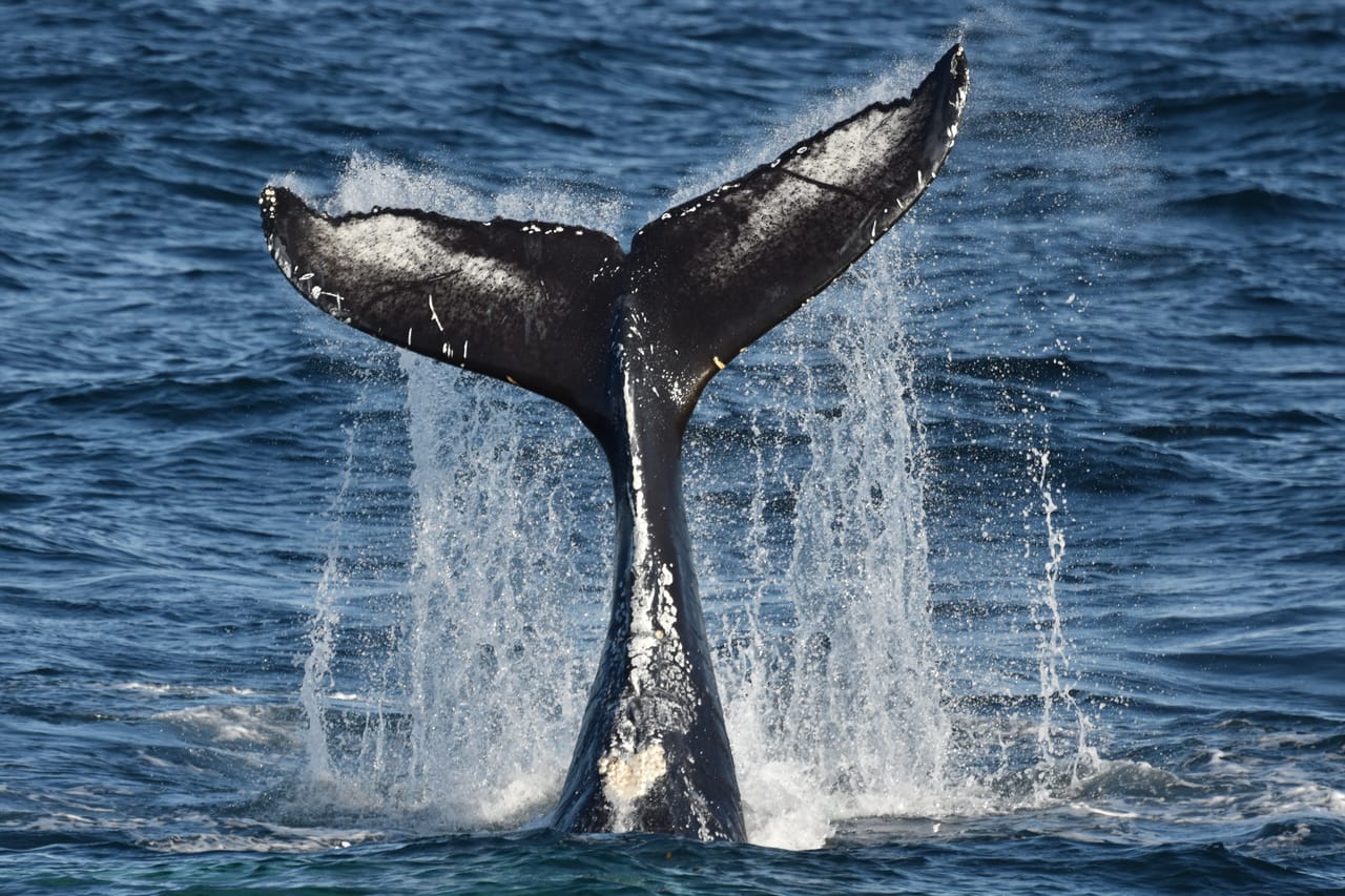 Reykjavík Whales & Puffins 3