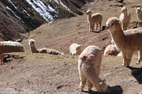 Palccoyo Rainbow Mountain Trek Day Tour in Cusco 6