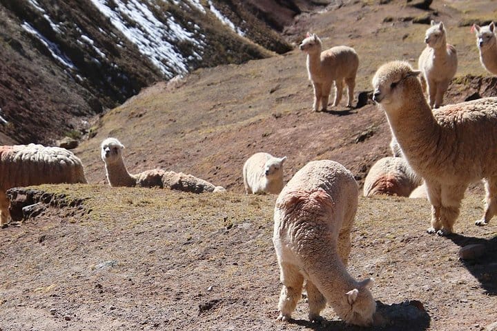 Palccoyo Rainbow Mountain Trek Day Tour in Cusco 6