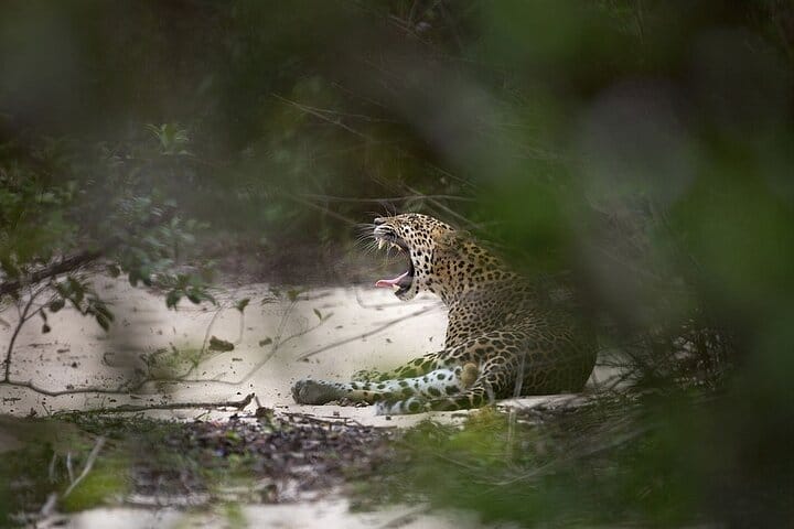 Yala National Park Safari from Hikkaduwa  7
