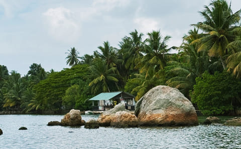 Boat Safari for Bat Watching and Cinnamon in Koggala