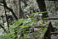 Doi Inthanon National Park Private Tour 1