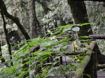 Doi Inthanon National Park Private Tour