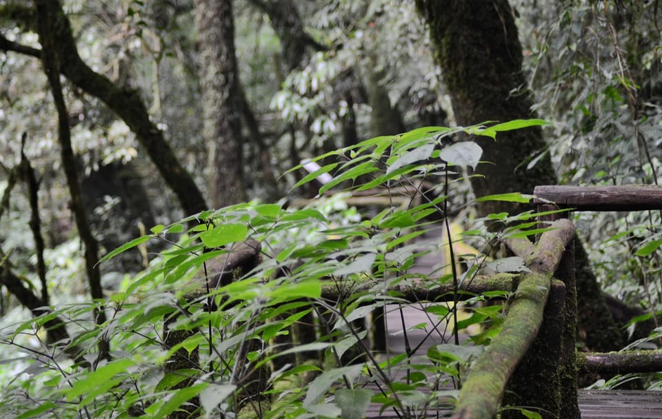 Private Day Trip to Doi Inthanon National Park from Ban Luang