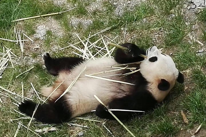 Private Chengdu Panda Base Day Tour by Round-way Flight from Shenzhen 3