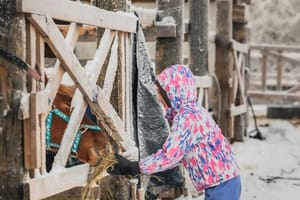 Tour to Aurora Horses Farm with Charming Finnhorses