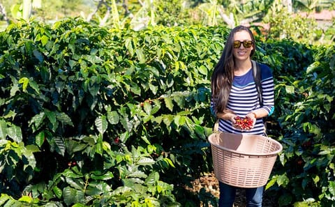 Guided Tour of Kiambu Coffee Farm and Factory in Nairobi