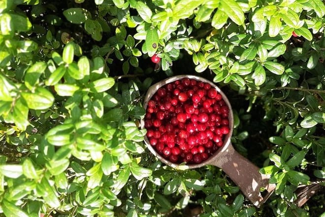 Berry Picking in a National Park 9