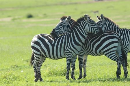 Aberdares and Samburu Safari: Tree Hotel Stay & Unique Wildlife Experience