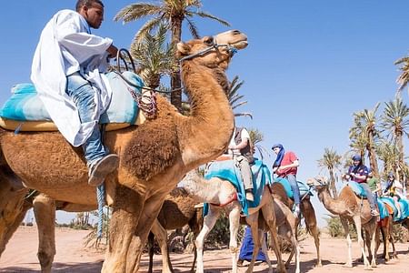 Camel Ride Adventure in the Palm Groves of Marrakech