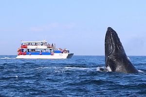 Puerto Vallarta Whale Watching Adventure
