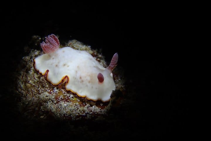 DiveGurus -Scuba Diving in Boracay 8