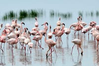 Flamingos in lake Nakuru