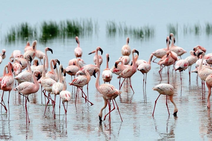 Flamingos in lake Nakuru