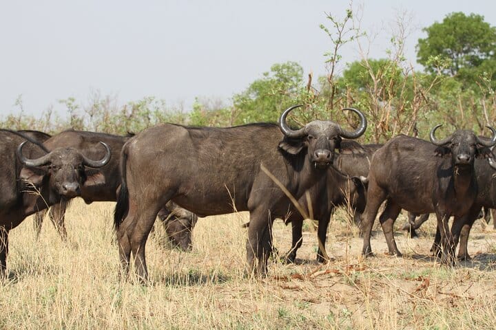 15 minutes scenic helicopter flight above Victoria Falls-Zimbabwe