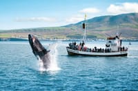 Breaching whale in front of the boat