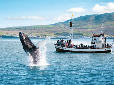 Breaching whale in front of the boat
