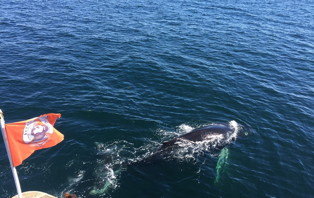 Whale Watching & Northern lights Combo Cruise from Reykjavik