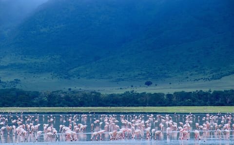 15-Day Private Adventure Tour of Tanzania and Zanzibar