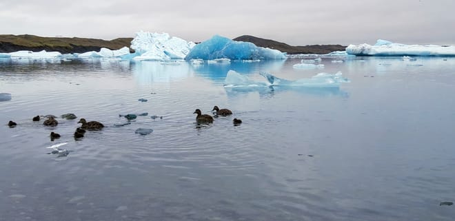 Glacier Lagoon Private Tour with Private Zodiac Boat Ride on the Iceberg Lagoon 7