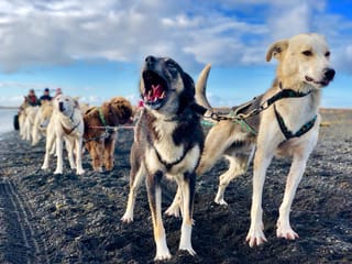 Dog Sledding Near Reykjavik , photo 17